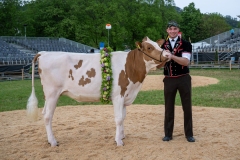 3. Mai 2026. Schwingen - Emmentalisches Schwingfest Oberdiessbach 1.-3. Mai 2026.  Rangverkündigung. Michael Moser (Arni) mit dem Rind Rachel Spender Müller Polybau (Konolfingen) (Bild: Rolf Eicher)