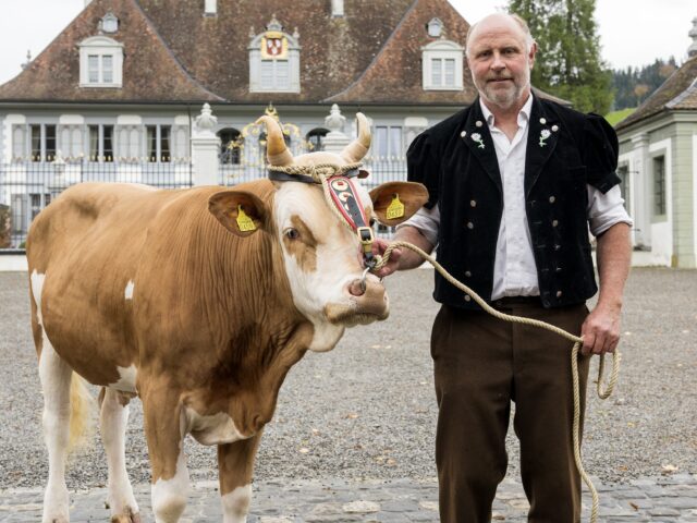 Auf den Sieger des Emmentalischen Schwingfests 2026 in Oberdiessbach wartet Muni Galileo